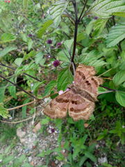 Antigonus funebris