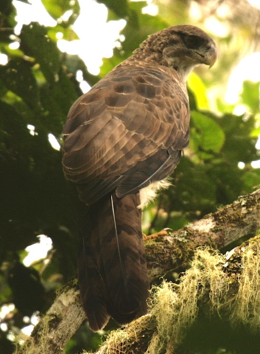 New Guinea Harpy Eagles (Harpyopsis novaeguineae)
