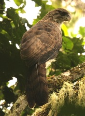 Harpyopsis novaeguineae