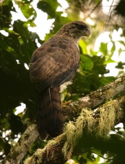 Harpyopsis novaeguineae