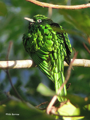 Chrysococcyx cupreus