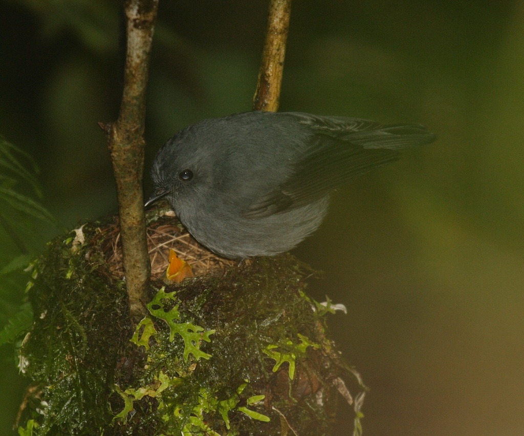Smoky Robin