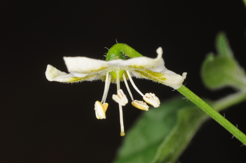 Image of Capsicum baccatum by (c) aacocucci, some rights reserved (CC BY)