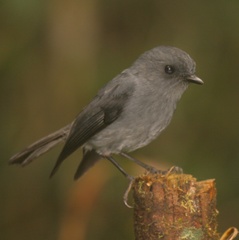 Peneothello cryptoleuca