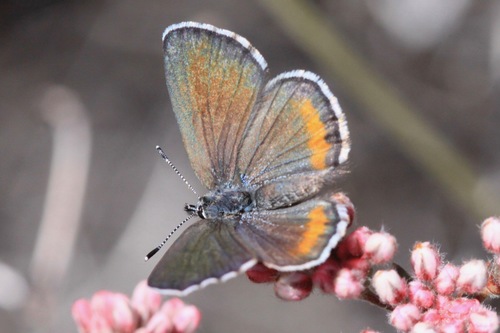 Bernardino Blue