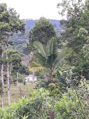 Prestoea
