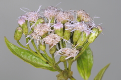Chromolaena arnottiana