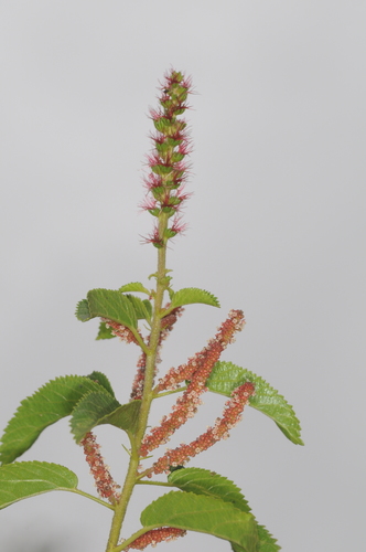 Acalypha communis (Acalypha communis)