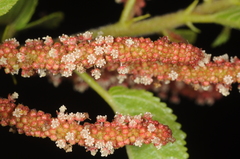 Acalypha communis