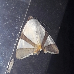 Eulepidotis rectimargo