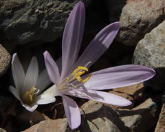 Colchicum troodi