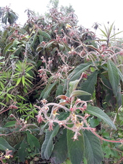 Rhytidophyllum bicolor