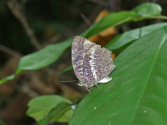 Arhopala ijauensis