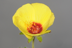 Pavonia argentina