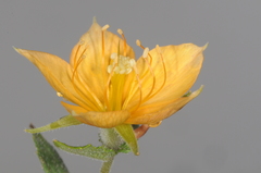 Mentzelia scabra