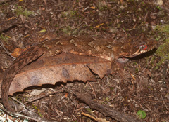 Mokopirirakau granulatus