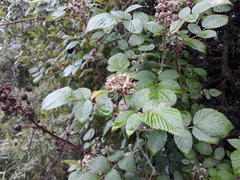 Rubus niveus