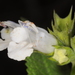Lepechinia floribunda - Photo (c) aacocucci,  זכויות יוצרים חלקיות (CC BY-NC), הועלה על ידי aacocucci
