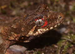 Mokopirirakau granulatus