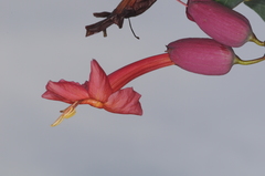 Dolichandra cynanchoides