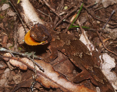 Mokopirirakau granulatus