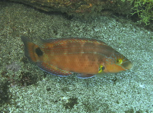 Axillary Wrasse, Horta, PT-AC, PT, photo 9 of 10