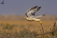 Falco columbarius pallidus