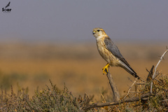 Falco columbarius pallidus