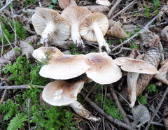 Hygrophorus discoideus