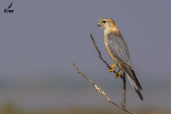Falco columbarius pallidus