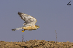Falco columbarius pallidus