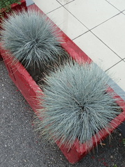 Festuca glauca