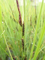 Carex recta