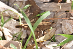 Aiolopus strepens