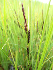 Carex recta