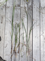 Carex recta
