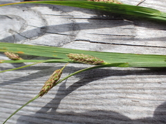 Carex recta