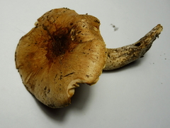 Hygrophorus discoideus
