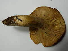 Hygrophorus discoideus