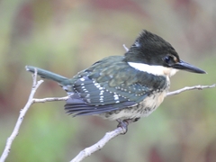 Chloroceryle americana