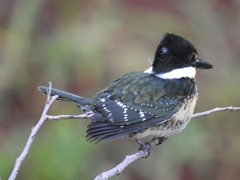 Chloroceryle americana
