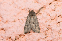 Boursinia discordans