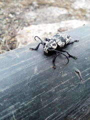 Acanthoderes funeraria