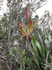 Tillandsia hotteana