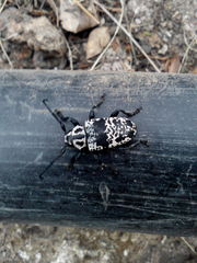 Acanthoderes funeraria