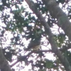 Myiarchus stolidus
