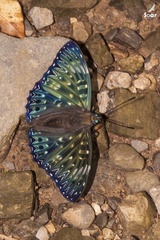 Dichorragia nesimachus nesimachus