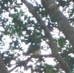 Myiarchus stolidus