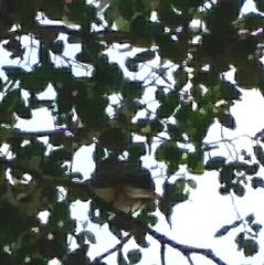Myiarchus stolidus