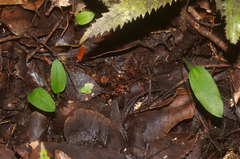 Chiloglottis cornuta